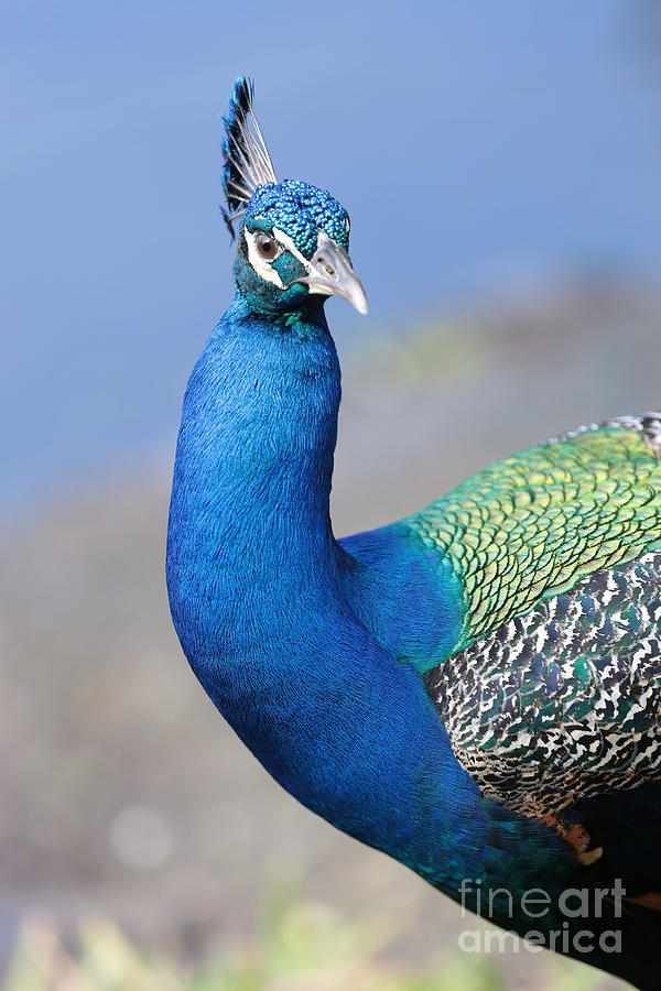 Curious Peacock Photograph by Carol Groenen