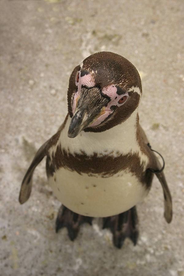 Penguin Photograph - Curious Penguin by Ian Middleton