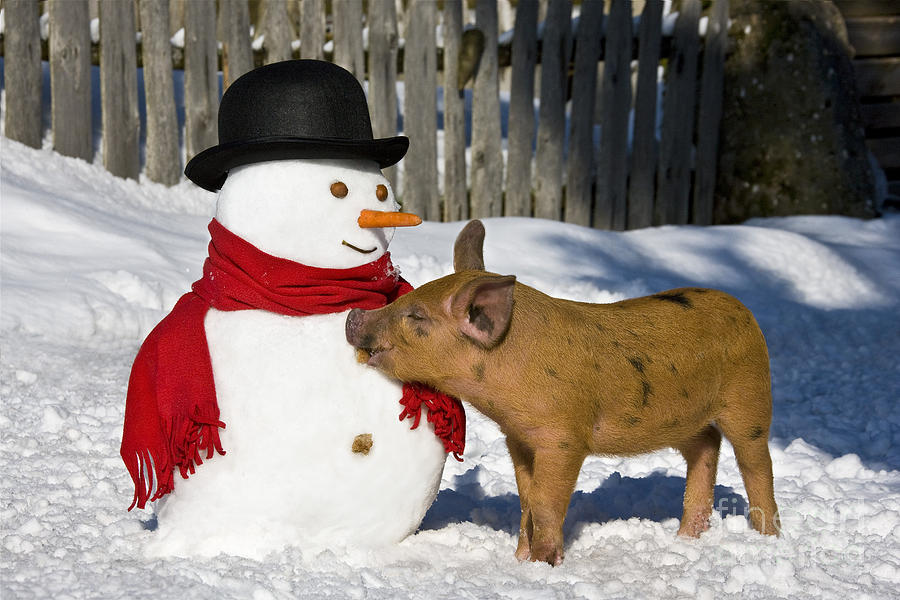 Pig Photograph - Curious Piglet And Snowman by Jean-Louis Klein & Marie-Luce Hubert