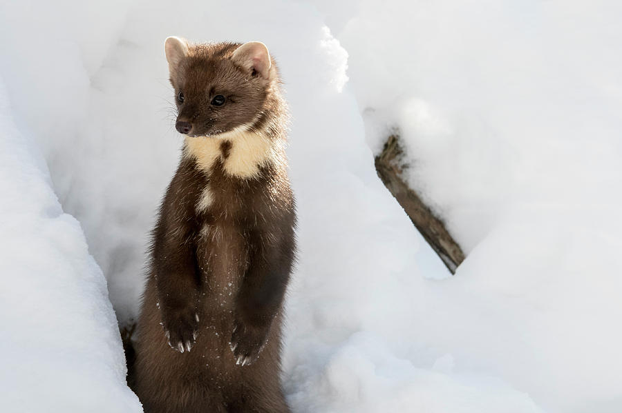 Winter Photograph - Curious Pine Marten by Arterra Picture Library