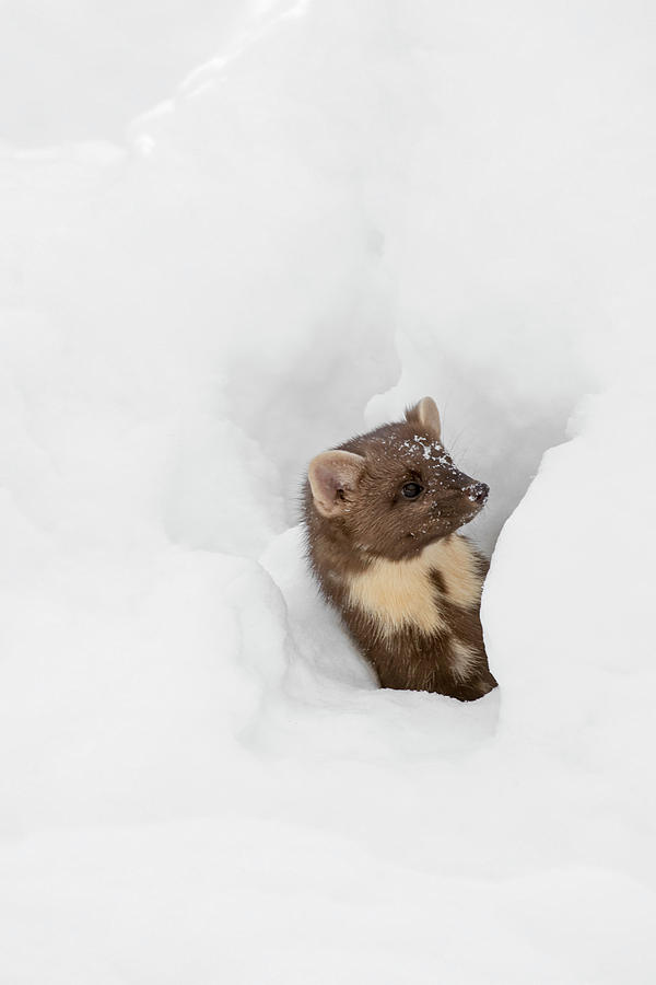 Curious Pine Marten in the Snow Photograph by Arterra Picture Library