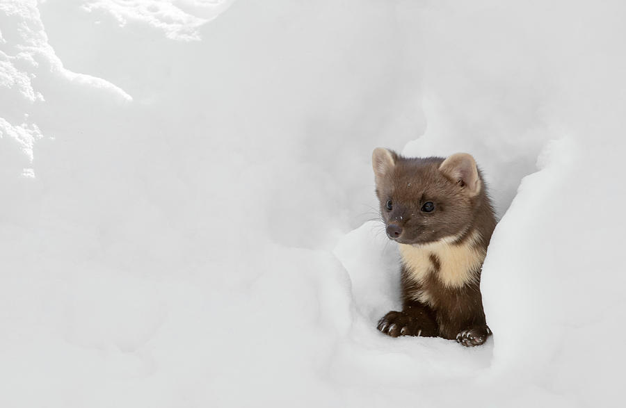 Curious Pine Marten in Winter Photograph by Arterra Picture Library