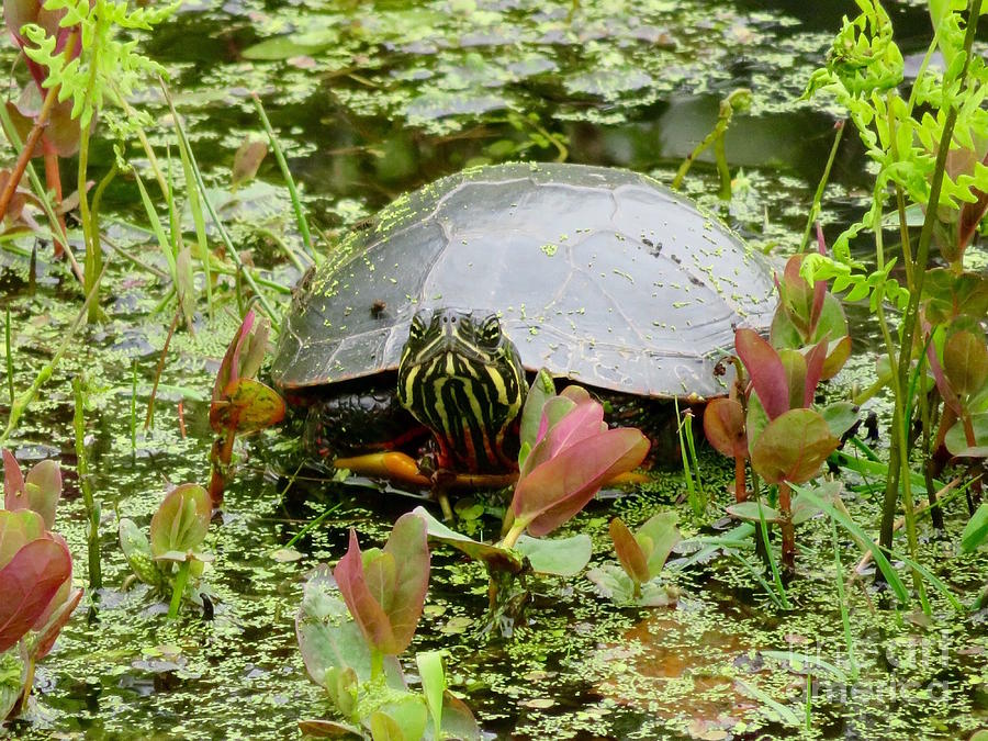 Curious Pond Turtle Photograph by Beth Myer Photography