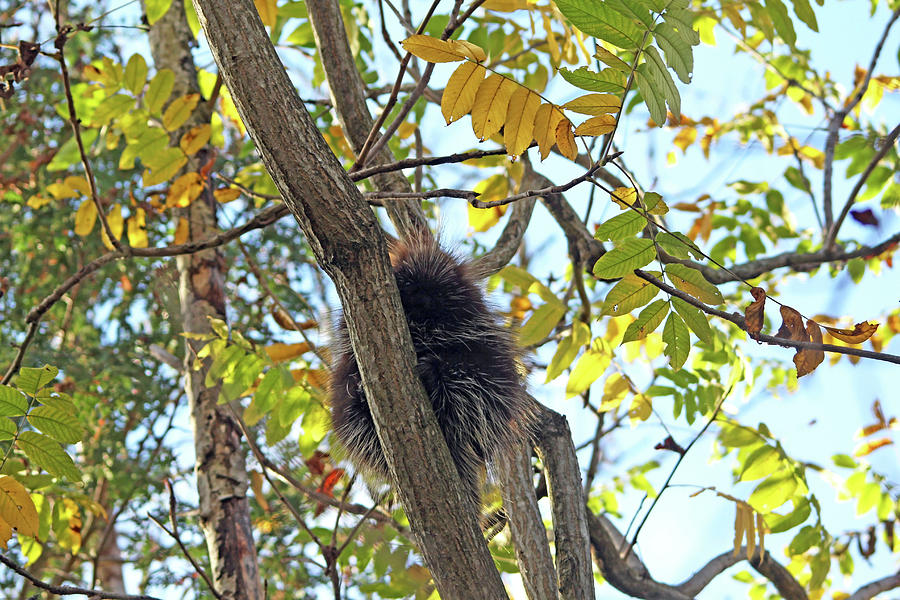 Curious Porcupine Photograph by Debbie Oppermann