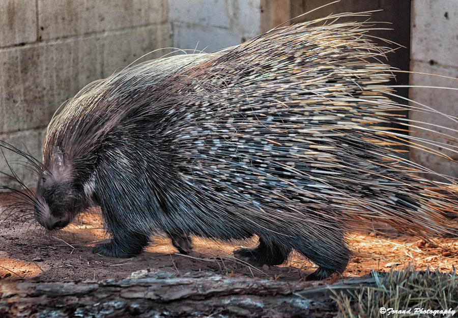 Curious Porcupine  Photograph by Debra Forand