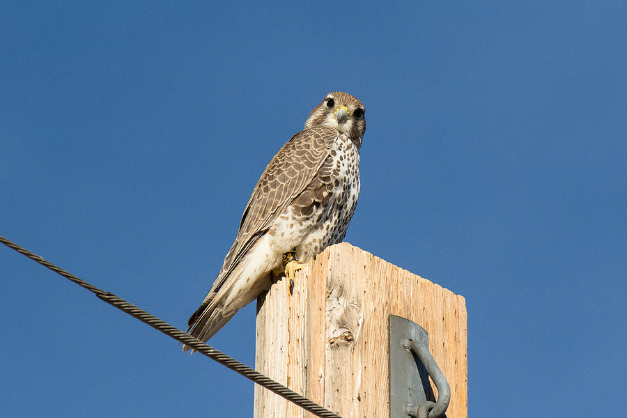 Curious Prairie Falcon Stares Photograph by Tony Hake