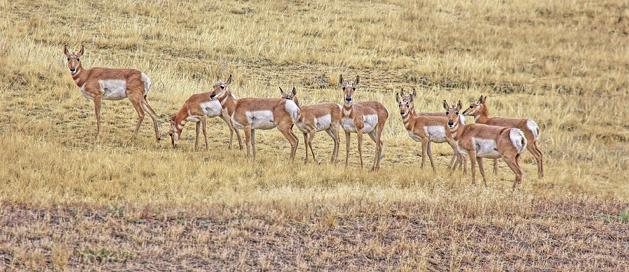 Curious Pronghorn Antelopes Montana Photograph by Jennie Marie Schell