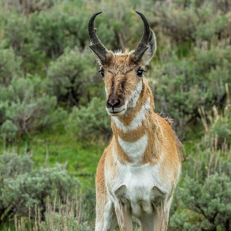 Curious Pronghorn Buck Photograph by Yeates Photography
