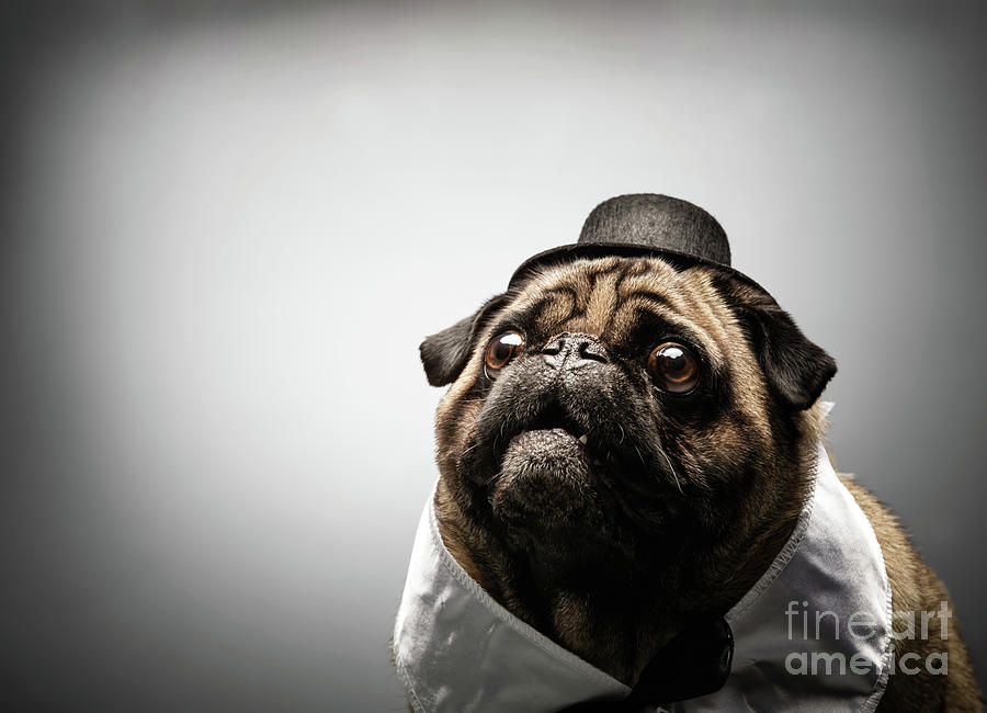 Curious pug dog in a black hat. Photograph by Michal Bednarek