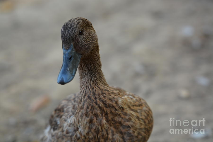 Curious Quacker Photograph by Maria Urso