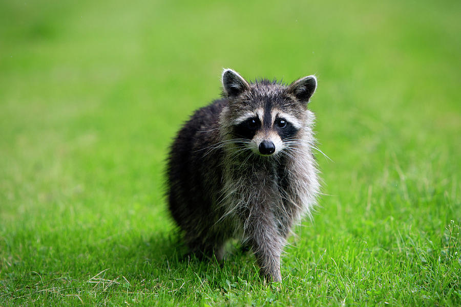 Curious Raccoon Photograph