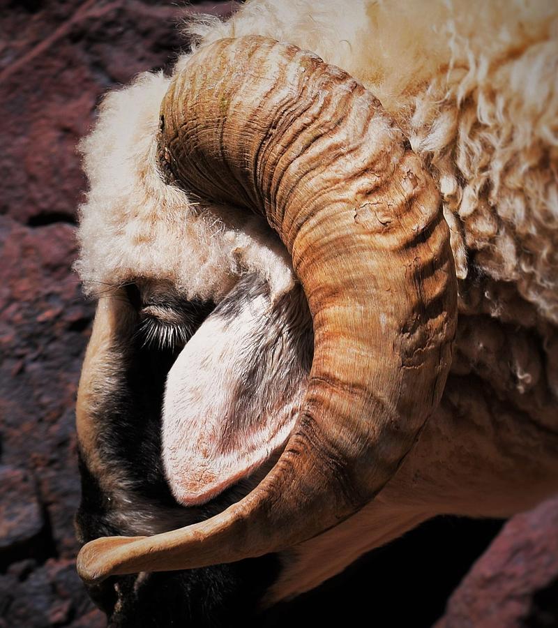 Curious Ram in Morocco Photograph by Mark Mitchell
