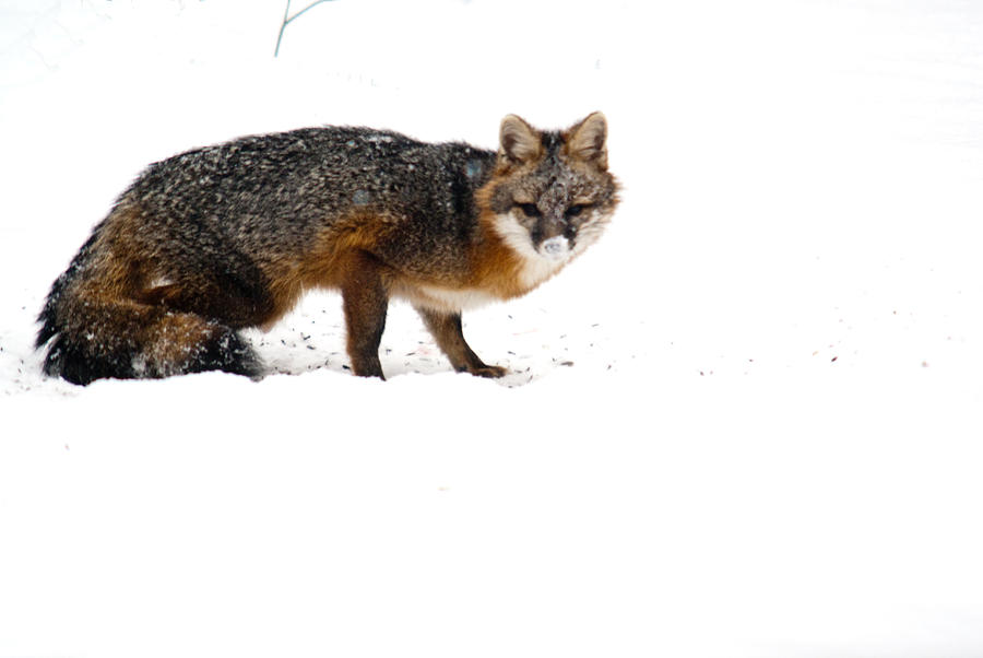 Curious Red Fox in Snow Photograph by Douglas Barnett