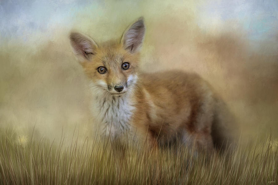Curious Red Fox Photograph by Jai Johnson