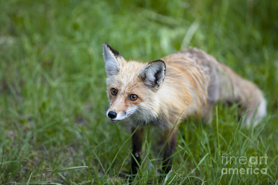 Curious Red Fox Photograph by Keith Kapple