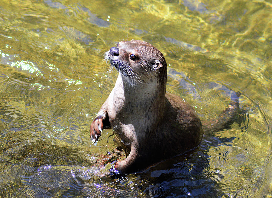 Curious River Otter  Photograph by Kathy Kelly