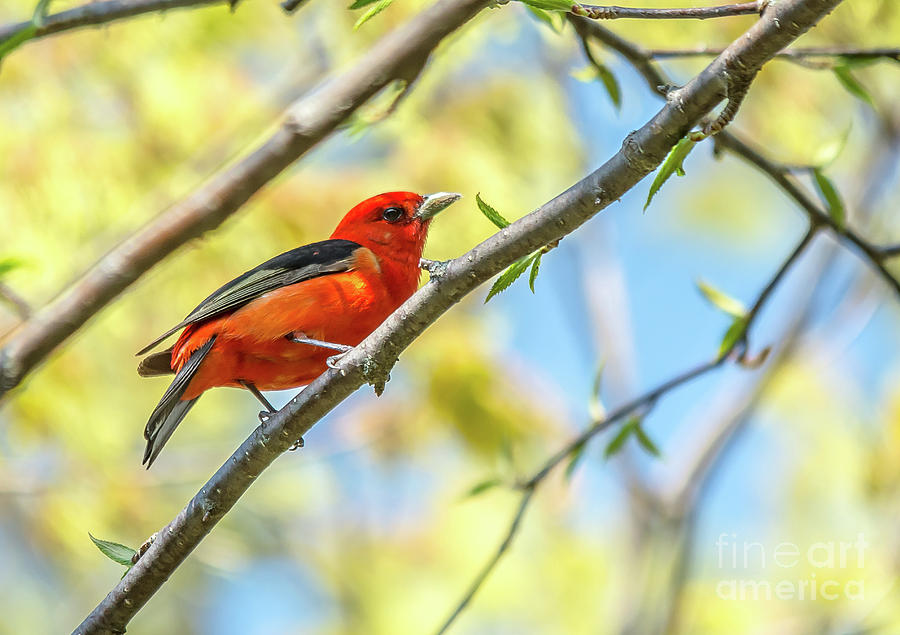 Curious Scarlet Tanager Photograph by Cheryl Baxter