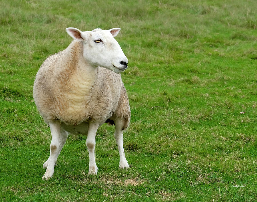 Sheep Photograph - Curious Sheep by Betty Denise