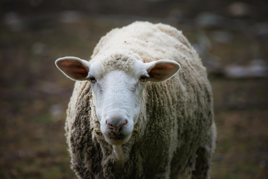 Farm Animals Photograph - Curious Sheep  by Black Brook Photography