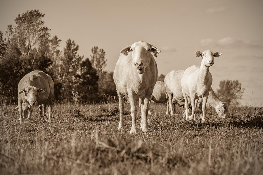 Curious Sheep Photograph by James  Meyer