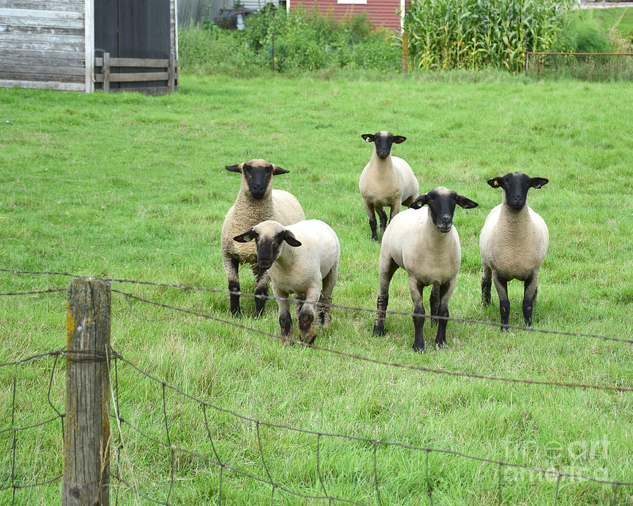 Curious Sheep Photograph by Kathy M Krause