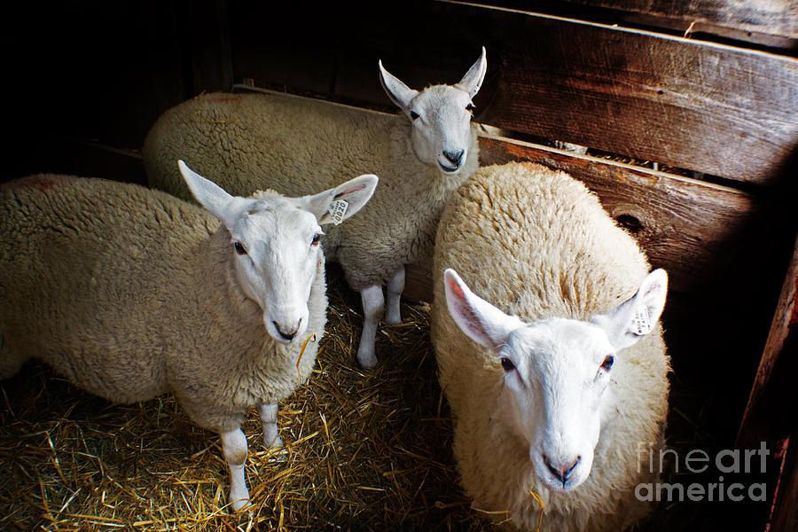 Curious Sheep Photograph by Kevin Fortier