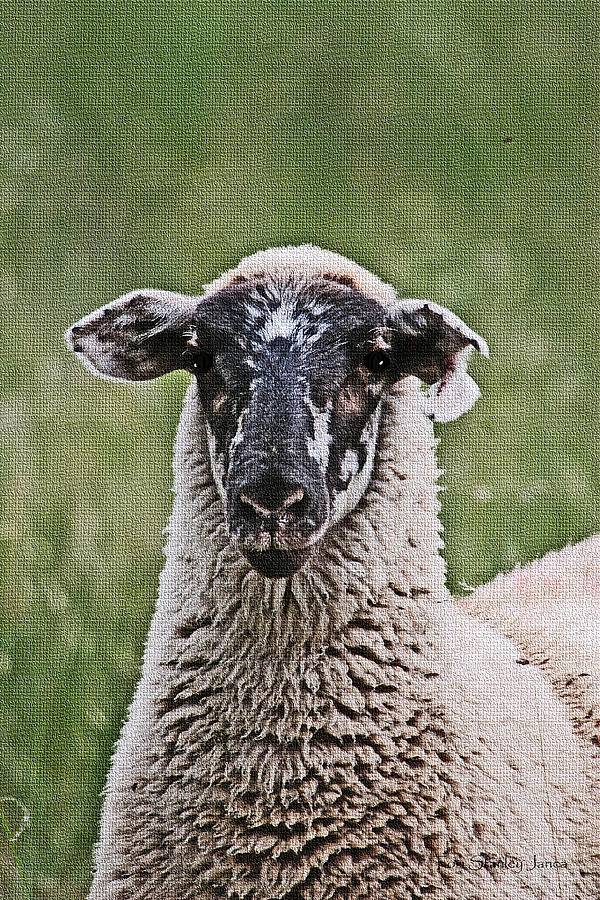 Curious Sheep Photograph by Tom Janca