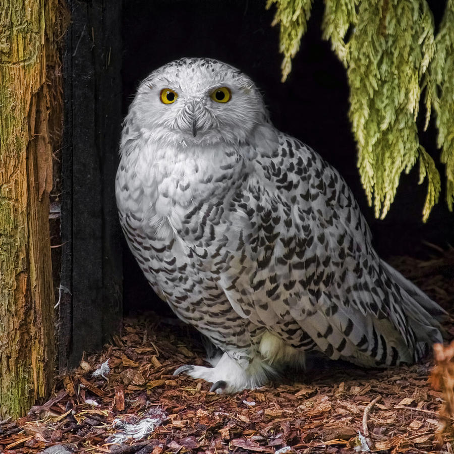 Curious Snowy Owl Photograph by Wes and Dotty Weber