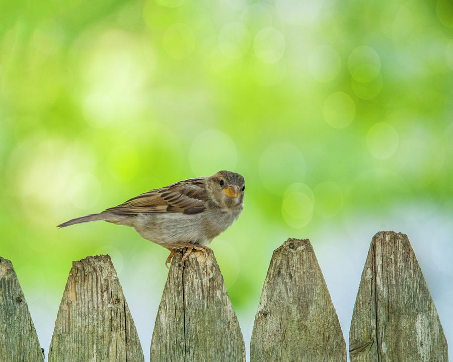 Curious Sparrow Photograph by Cathy Kovarik