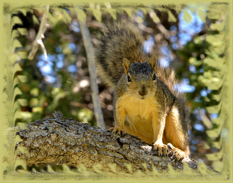 Curious Squirrel 2 Photograph by Kae Cheatham