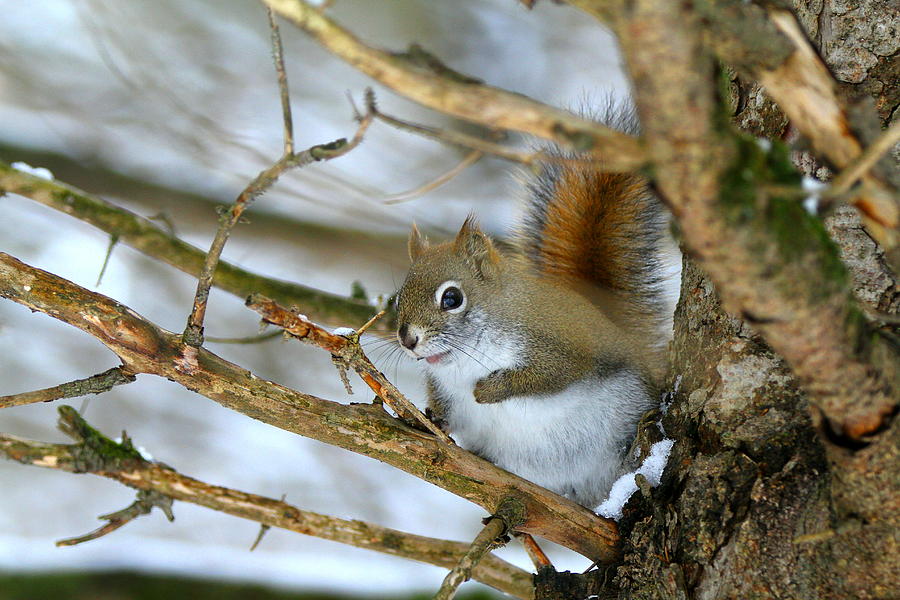 Curious Squirrel Photograph