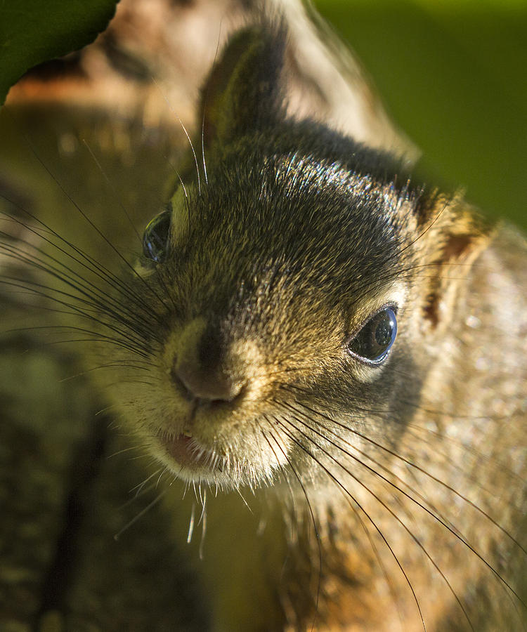 Curious Squirrel Photograph by Inge Riis McDonald