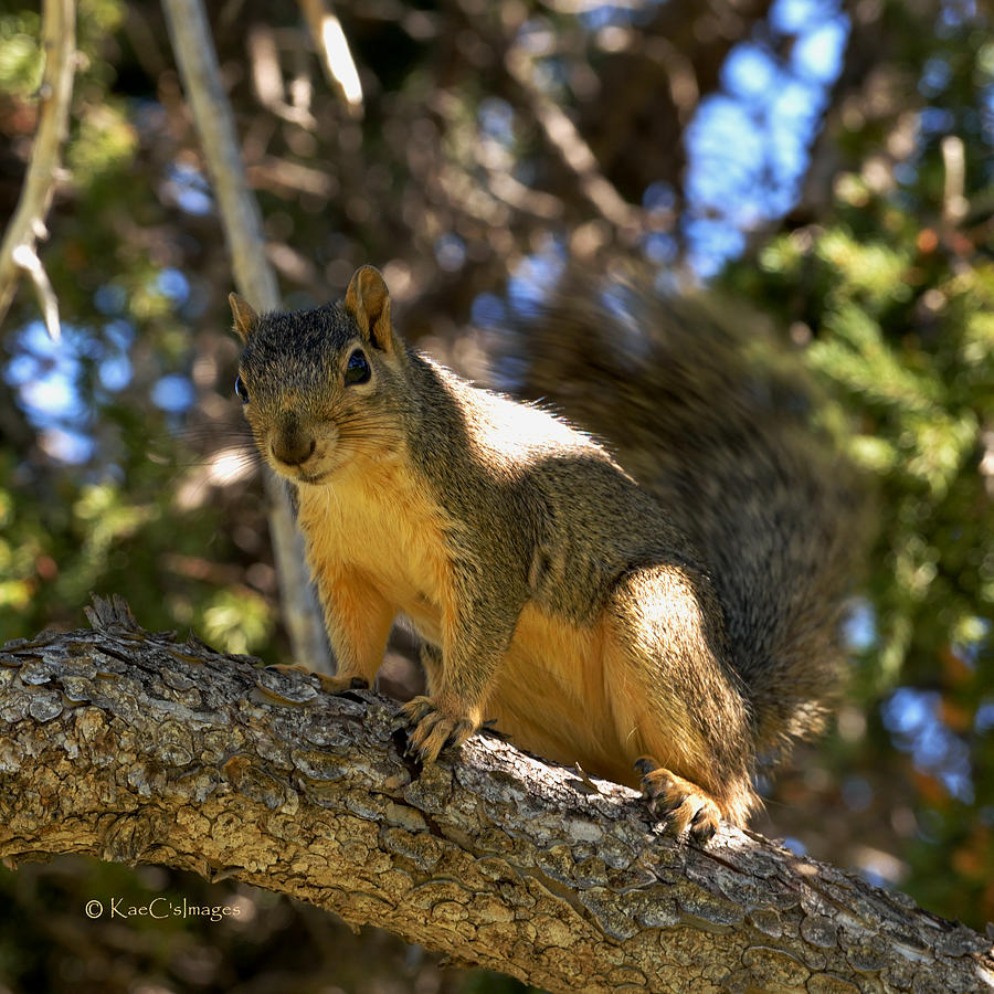 Curious Squirrel  Photograph by Kae Cheatham