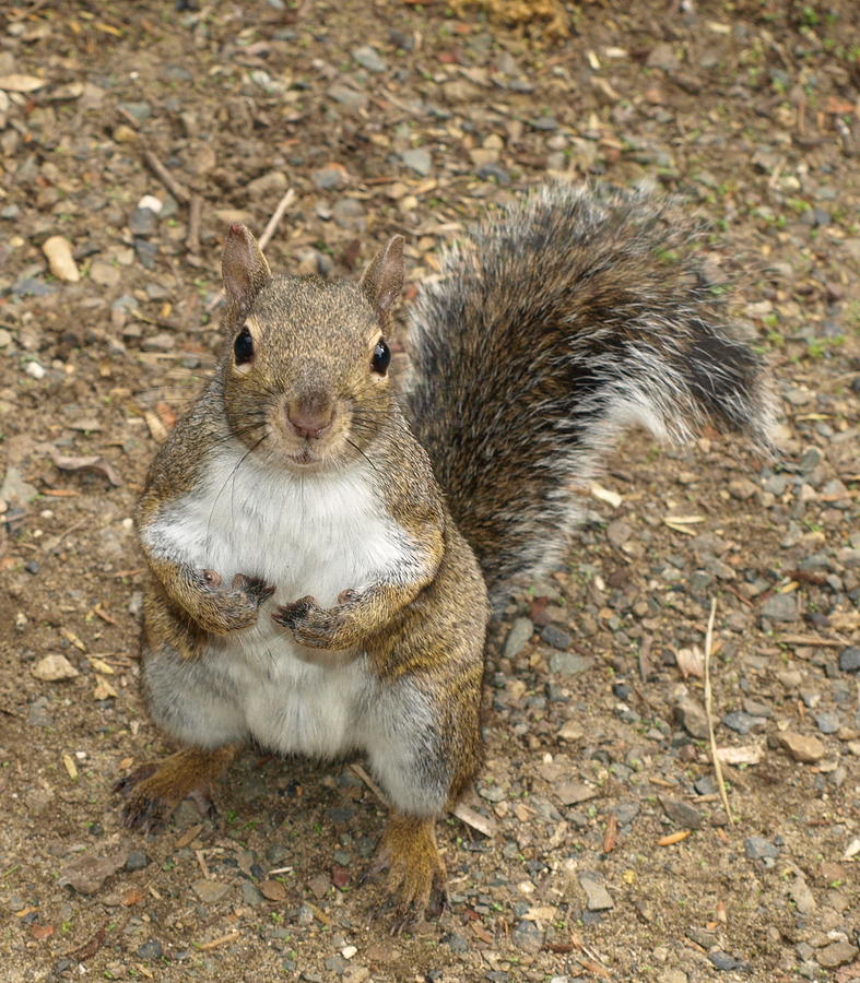 Curious Squirrel Photograph by Laura Allenby | Fine Art America