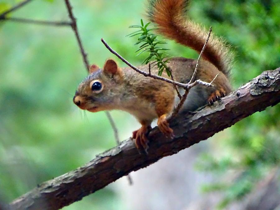 Wildlife Photograph - Curious Squirrel by Lilia S