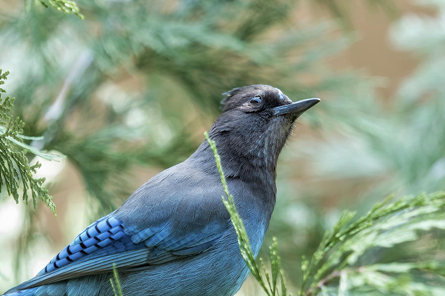 Curious Steller Jay Photograph by Belinda Greb