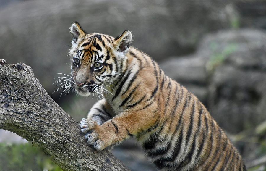 Curious Sumatran Tiger Cub Photograph by Richard Bryce and Family