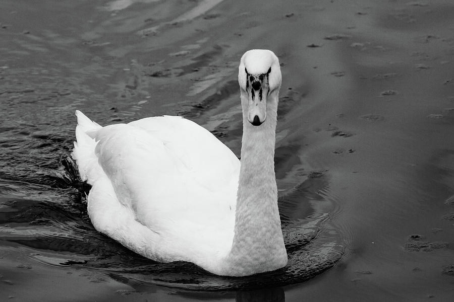 Curious Swan Photograph by Ed James
