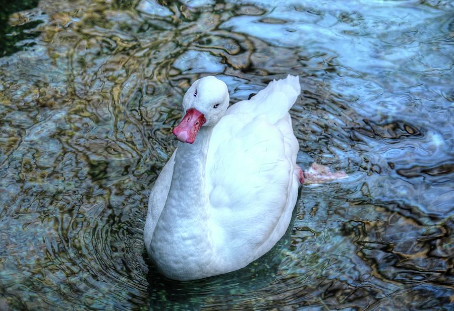 Curious Swan Photograph by Ronda Ryan