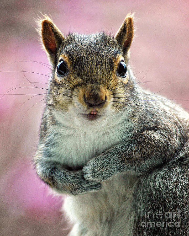 Curious Gray Squirrel Photograph by Timothy Flanigan