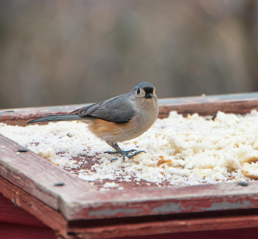 Titmouse Photograph - Curious Titmouse at Feeder by Phyllis Taylor