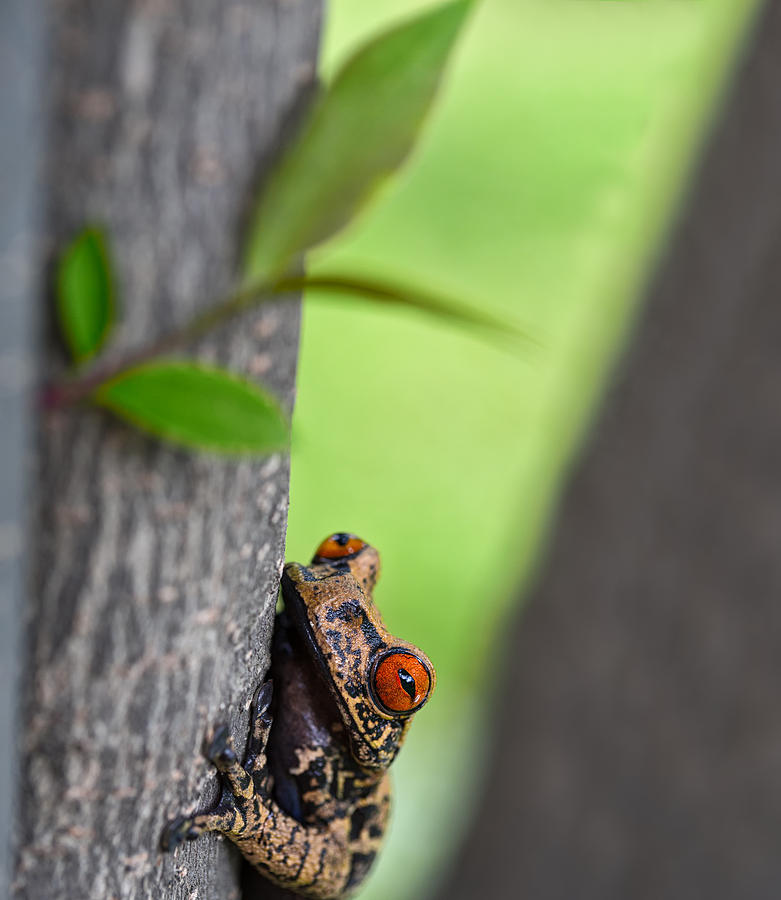 curious tree frog Amazon jungle Photograph by Dirk Ercken