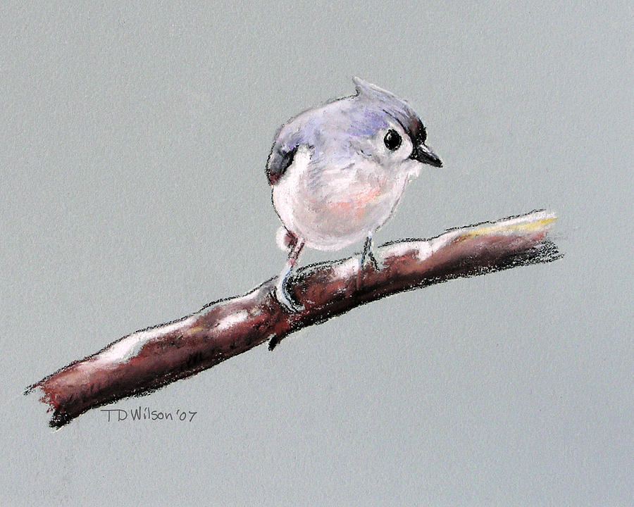 Curious Tufted Titmouse Pastel by TD Wilson