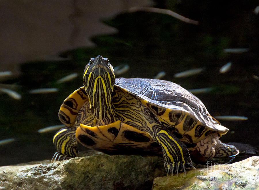 Wildlife Photograph - Curious Turtle by Cheryl Baxter