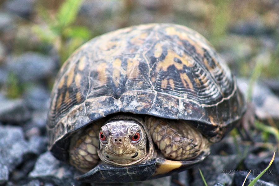 Curious Turtle Photograph by Christopher Duncan - Fine Art America