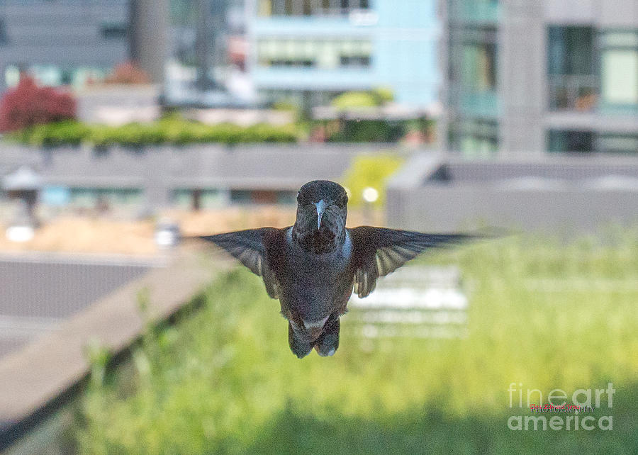 Curious Visitor by Don Edward Jones Curious Visitor by Don Edward Jones