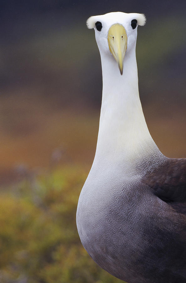 Curious Waved Albatross Photograph by Tui De Roy