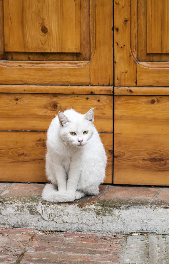 Curious White Cat  Photograph by Sally Weigand