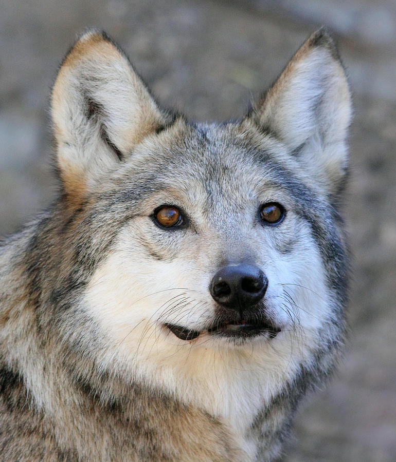 Curious Wolf Photograph by Elaine Malott