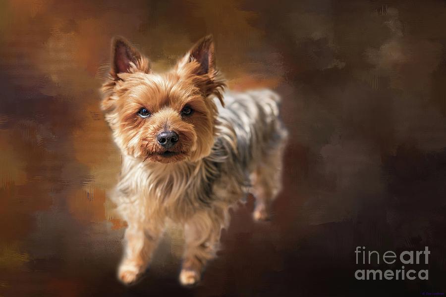 Yorkshire Terrier Photograph - Curious Yorkie by Eva Lechner